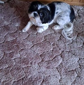 Meet your Posher, Carol